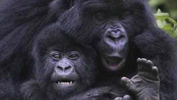 4-Day-Rwanda-Gorilla-Trekking-Safari