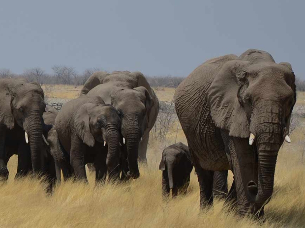 8-days-rwanda-wildlife-safari-banner1
